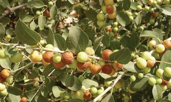 Thorn Jujube tree fruits. Photo: KKL-JNF Photo Archive